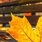 泪成河，唤母归 全集(大结局)