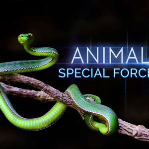 动物特种部队 第01集